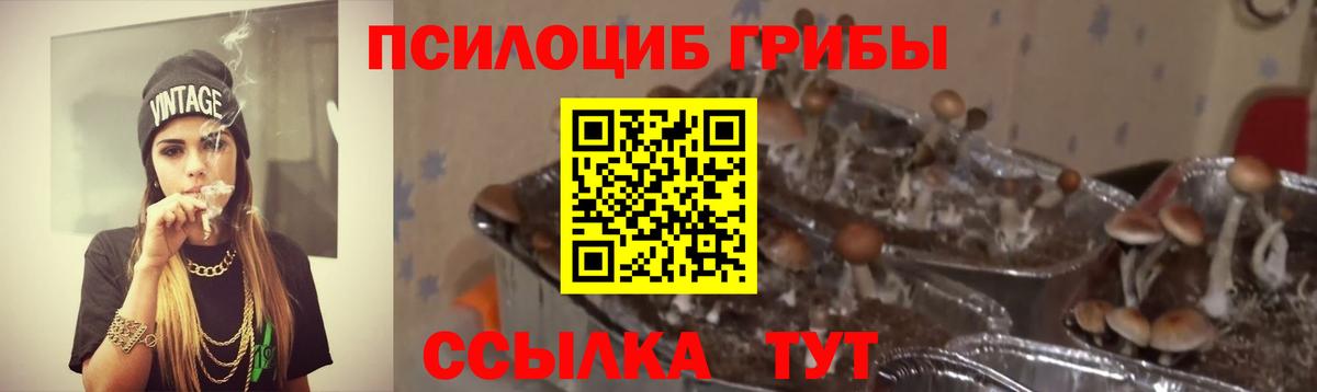 купить   Псилоцибиновые грибы Magic Shrooms  Вход с VPN  Звенигород 